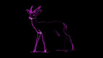 Neon frame effect, Antelope graceful antelope with long legs and elegant features on black background video