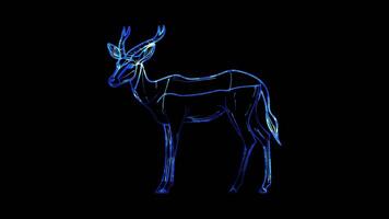 Neon frame effect, Antelope graceful antelope with long legs and elegant features on black background video