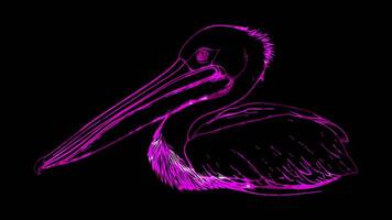 Neon frame effect, Pelican quirky pelican with a large beak and big eyes on black background video