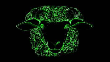 Neon frame effect, Sheep fluffy sheep with curly wool and a friendly expression on black background video