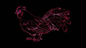Neon frame effect, Chicken on black background video