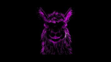 Neon frame effect, Llama friendly llama with a fluffy body and a curious look on black background video
