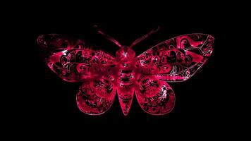 Neon frame effect, Butterfly colorful butterfly with beautiful patterns on black background video