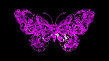 Neon frame effect, Butterfly colorful butterfly with beautiful patterns on black background video