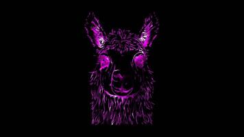 Neon frame effect, Llama friendly llama with a fluffy body and a curious look on black background video
