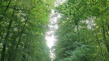 View of the passing treetops of a forest from a moving car. video