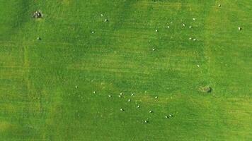 Drone view of a green meadow with numerous sheep seen from a great height. video