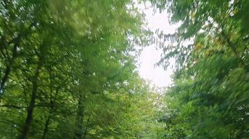 View of the passing treetops of a forest from a moving car. video