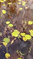 View of reeds and leaves of a water lily in a small lake. video