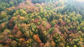 Drone view of a mixed forest in Northern Europe with bright autumn colors. video