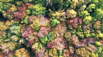 Drone view of a mixed forest in Northern Europe with bright autumn colors. video