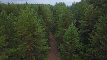 View of a wooded area from a drone. Clip. A bright sunless sky over small fir trees that stand close to each other. video