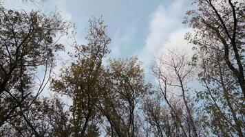 Green coniferous forest. Clip. A quiet, deserted area with small fir trees and thin green aspens with a bright sky. video