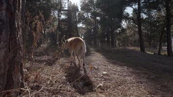 Dog lies in forest on sunny day. Action. Street dog is lying on ground in forest. Dog is resting in forest at support of power line video