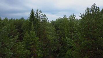 View of a wooded area from a drone. Clip. A bright sunless sky over small fir trees that stand close to each other. video