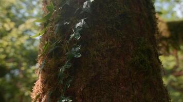Fresh green fluffy moss growing on bark of old tree trunk. Creative. Spring forest in April and drops of water falling on a tree and green leaves. video