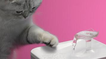 A little British kitten who is playing. Action. A gray kitten on a colored background playing with a fountain from which water runs. video