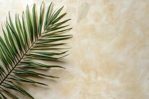 A single palm leaf casting intricate shadows on a textured beige background in soft afternoon light photo