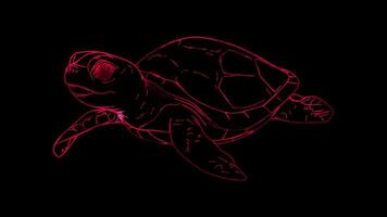 Neon frame effect, Sea Turtle turtle with a happy face and a patterned shell on black background video