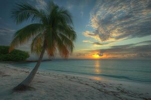 A tranquil sunset over the ocean with a palm tree leaning on a sandy beach and rocky coast photo