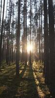 vertical Green Forest. Pine Trees Fairy Forest. Trees pattern video