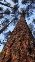 vertical Bottom view of a pine tree trunk in a forest video