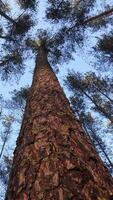 vertical Bottom view of a pine tree trunk in a forest. camera rotates video