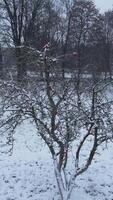 vertical Old apples on tree branch without leaves covered with snow video