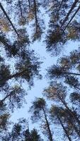 vertical Pine trees in the forest on a sunny day. View from below. video