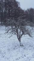 vertical aerial drone view Orchard covered with snow trees in winter day video