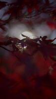 The beauty of autumn leaves silhouetted beautifully against the gentle moonlight shines through them video