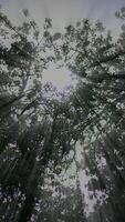 Sunlight Gently Filtering Through the Lush Canopy of Green Trees in a Vibrant Forest video