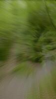 A Serene Forest Pathway That Winds Through Luxurious, Lush Greenery and Natures Wonders video