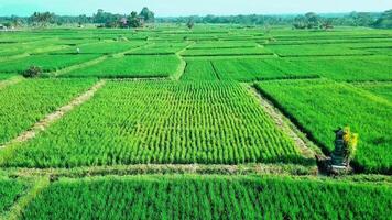 An aerial view of a rice field Iin Bali Indonesia video