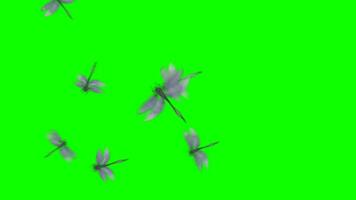 Dragonflies flying in the air on a green screen video