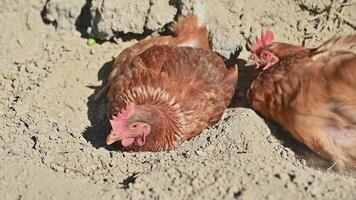 Two brown chickens are taking a dust bath on a sunny day. They enjoy digging in dry dirt, flapping their wings and spreading the dirt over their feathers to clean themselves. video