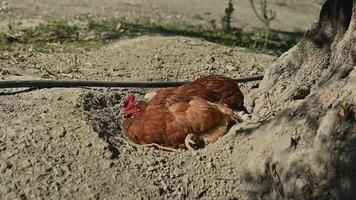 Two brown chickens relaxing in a hole dug into the dry dirt next to a large tree base on a farm on a sunny day. video