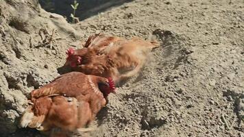 Two brown chickens dust bathing in dry dirt at the base of a tree. One chicken vigorously flaps its wings to create more dust. video