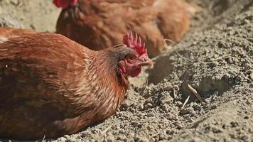 Brown chickens dust bathing in dry soil on a farm. Chickens enjoy rolling and flapping in dirt to clean their feathers and remove parasites. Farm life, animal care, and natural behavior. video
