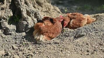Two brown chickens dust bathing at the base of a tree. Chickens enjoy this natural behavior. It helps them get rid of parasites and keeps their feathers clean. video