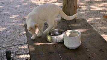 A white cat walks on an old wooden table, where some leftovers can be seen video