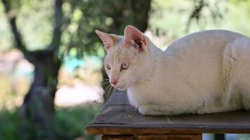 A beautiful white cat with blue eyes sits on a wooden table in a garden. The cat is looking around, enjoying the nature and a sunny day. Soft sunlight and bokeh background create a peaceful atmosphere video