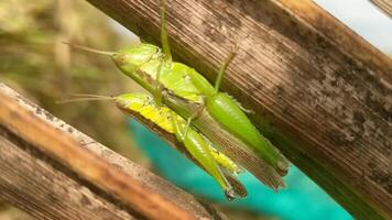 Two grasshoppers, one slightly yellowish, are seen clinging to a rustic wooden surface. The image captures the intricate patterns of their exoskeletons and the natural environment video