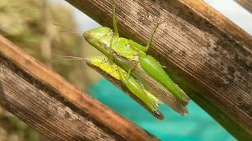 An intimate view of a pair of grasshoppers resting on old wood, highlighting their vivid colors and the textured wooden background. video