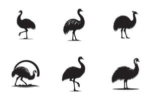 Emu Bird Diet What Do Emus Eat vector