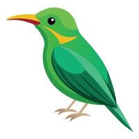 Illustration of green honeycreeper Isolated on white vector
