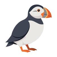 Illustration of Atlantic Puffin Isolated on white vector