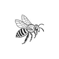 A black and white drawing of a bee vector