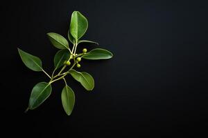 Green Branch with Buds Against Black Background photo