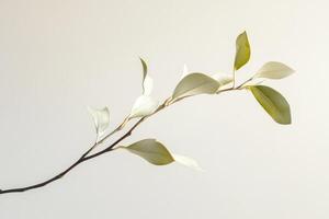 A Branch with Pale Green Leaves on a White Background photo